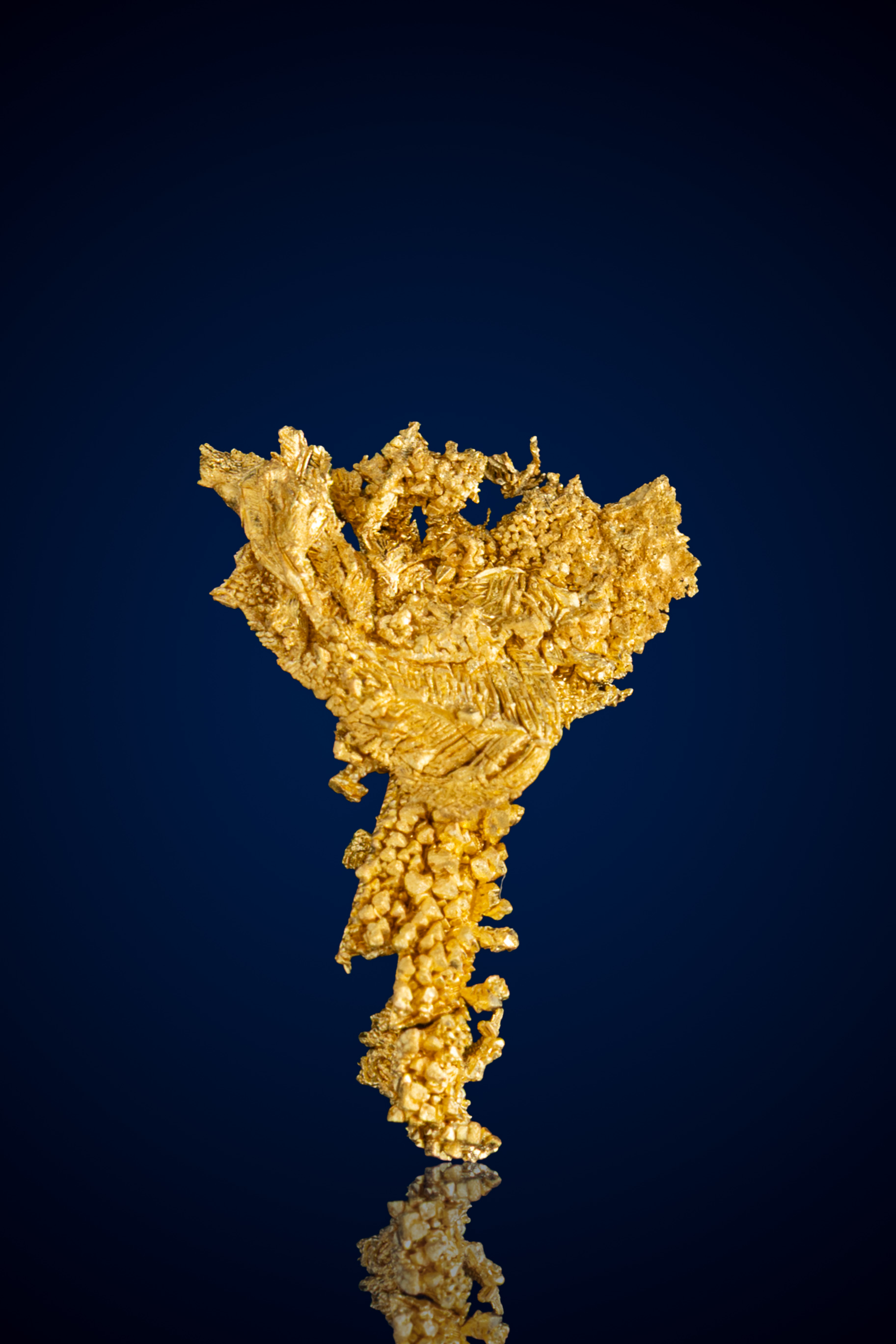 Spiney, Branching Crystallized Gold Nugget - Round Mountain, NV - 1.36 grams (image for) Spiney, Branching Crystallized Gold Nugget - Round Mountain, NV - 1.36 grams